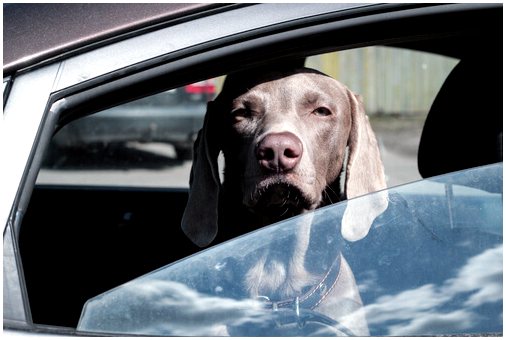 У вашей собаки кружится голова в машине? Избегай это!