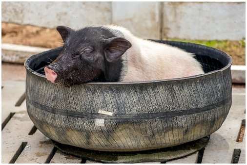 Уход за вьетнамской свиньей как за домашним животным