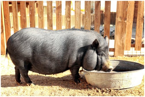 Уход за вьетнамской свиньей как за домашним животным