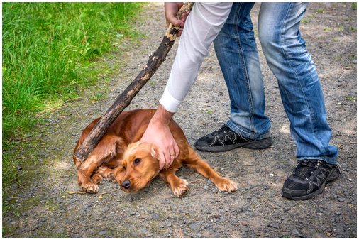 Ветеринарная помощь против жестокого обращения с животными