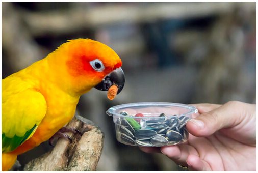 Запрещенные продукты для попугаев