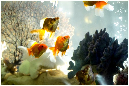 4 типа фильтров, идеально подходящих для аквариума