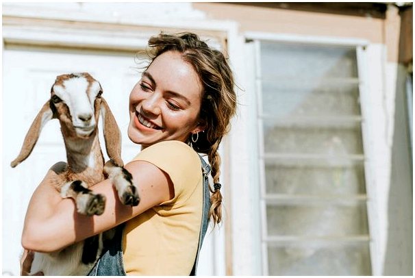4 вещи, которые нужно знать, чтобы ухаживать за козами