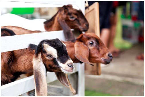 4 вещи, которые нужно знать, чтобы ухаживать за козами
