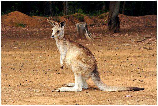 5 эндемичных животных Австралии