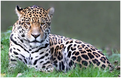 5 характерных животных Центральной Америки