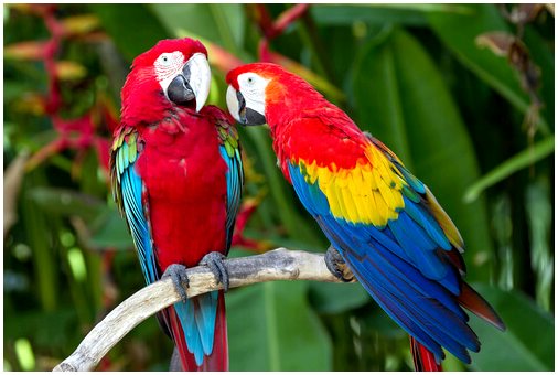 6 видов тропических птиц