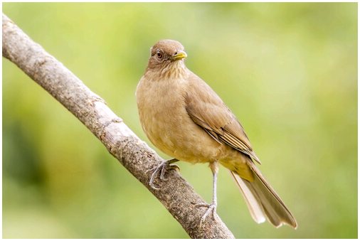 7 самых красивых птиц Центральной Америки