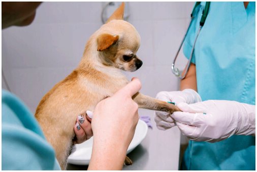 Болезнь Кушинга у собак: выявление и лечение