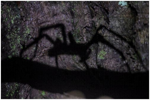 Бразильский странствующий паук: один из самых ядовитых в мире