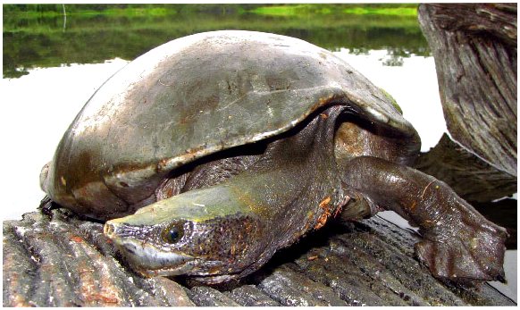 Черепаха табаско: все, что вам нужно знать о них