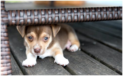 6 признаков страха у собак: ключи к тому, чтобы сочувствовать им