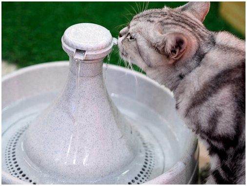 Что мне делать, если моя кошка не пьет воду?
