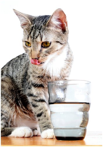 Что мне делать, если моя кошка не пьет воду?