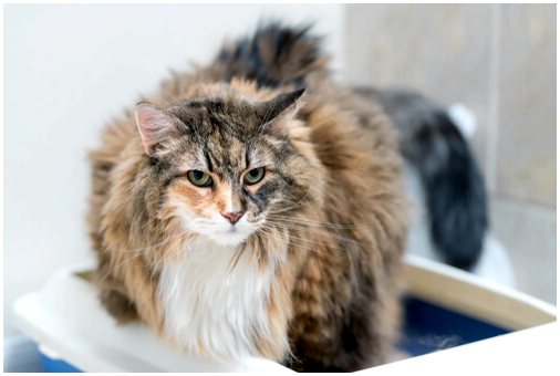 Что такое нарушения мочеиспускания у кошек?