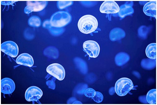 Что вы не знали о медузах