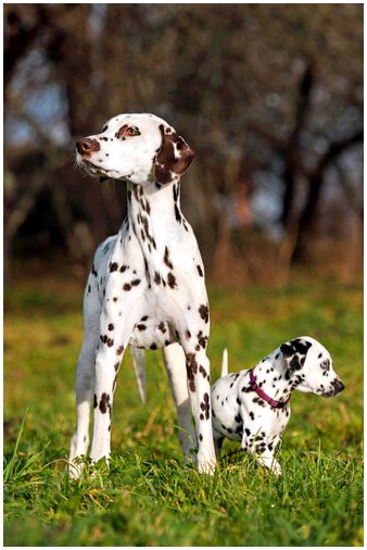 Далматин: одна из самых популярных и известных пород собак.