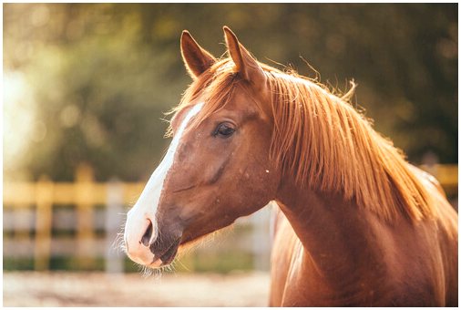 Есть ли у лошадей способность думать?