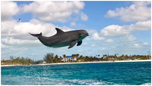 Где увидеть дельфинов в дикой природе?