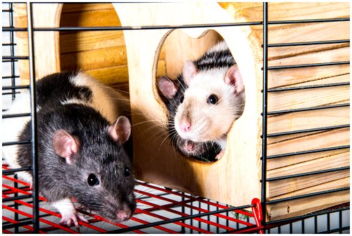 Хотите крысу в качестве домашнего питомца?