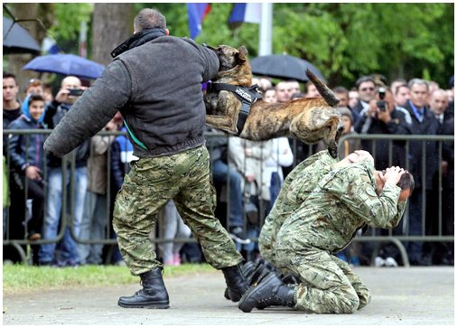 Имена для полицейских собак