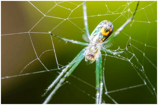 Эти улыбающиеся пауки: поведение и среда обитания