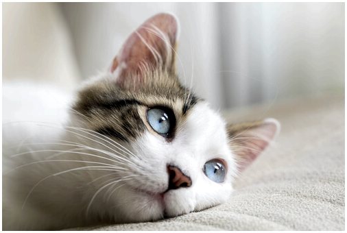 Артрит у кошек: лечение и уход