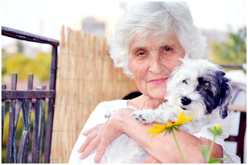 Терапия для пожилых людей с собаками