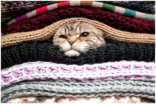 Как заправить постель для собаки или кошки из свитера