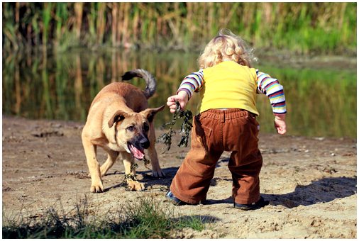 Каким должно быть взаимодействие ребенка с собаками