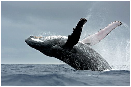 Кормление китов