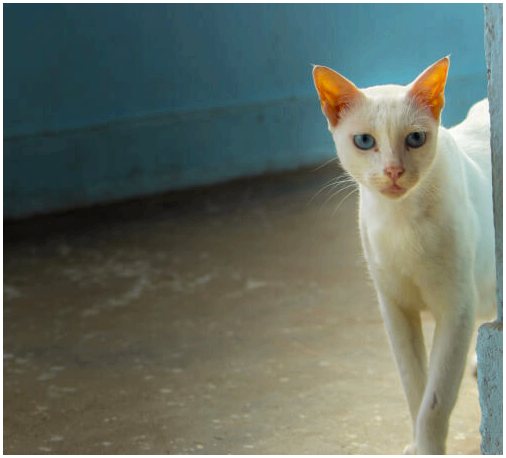 Кошка Кхао Мани, с одним глазом каждого цвета