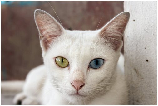 Кошка Кхао Мани, с одним глазом каждого цвета
