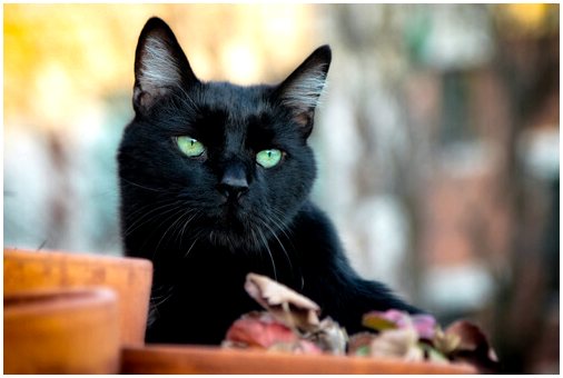 Миф о черной кошке