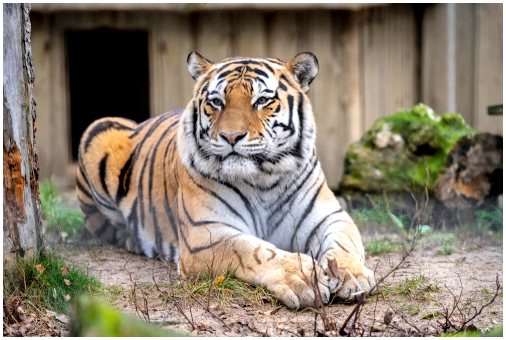Нападения тигра на людей, мало, но драматично