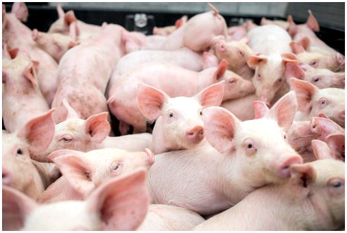 Опасность африканской чумы свиней
