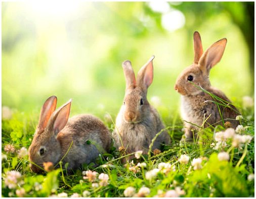 Отличия кроликов от зайцев