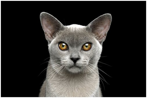 Почему кошачьи глаза светятся в темноте?