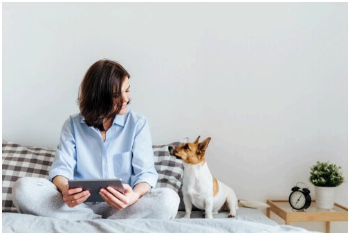 6 подходящих мест для кровати вашей собаки