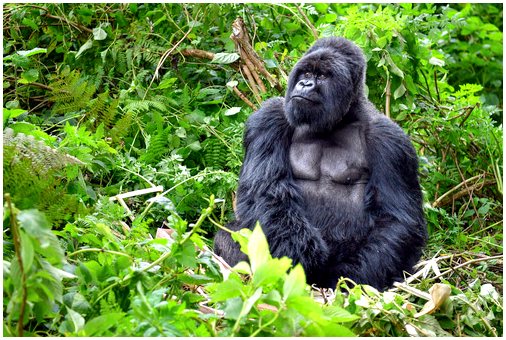 Популяция горных горилл достигает 1000 человек.