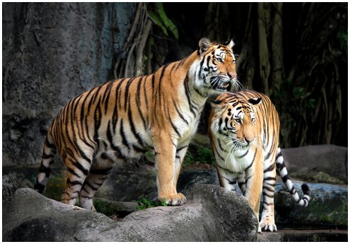 Путь тигра, документальный фильм о сибирском тигре