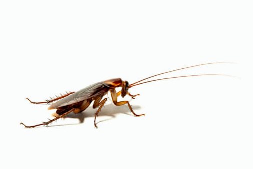 Почему тараканы считаются одними из самых старых насекомых?