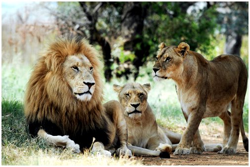 Самые зрелищные заповедники африканских львов