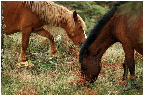Шерсть вашей лошади: расчесывание и кормление