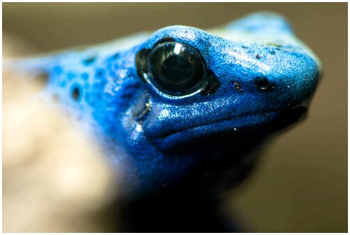 Синяя лягушка-стрела или Dendrobates azureus