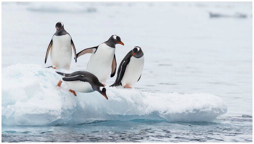 Сколько существует видов пингвинов?