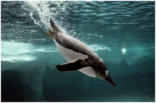 Сколько существует видов пингвинов?