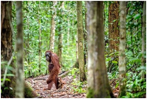Сохранение борнейского орангутана