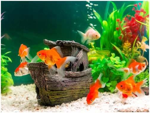Советы для вашего аквариума летом