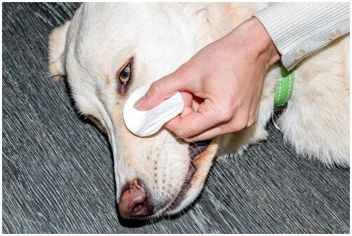 Советы по очистке глаз вашей собаки